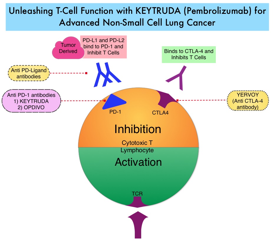 Unleashing-T cell-Function-with-KEYTRUDA-in-Advanced-Lung-Cancer 