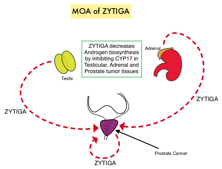 Mechanism-of-Action-of-ZYTIGA