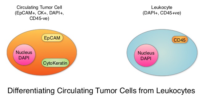 Differentiating-Circulating-Tumor-Cells-from-Leukocytes 