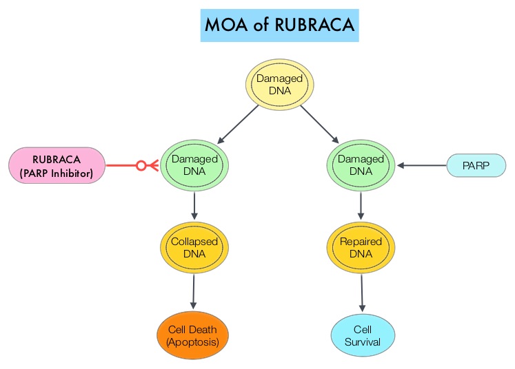 MOA-of-RUBRACA