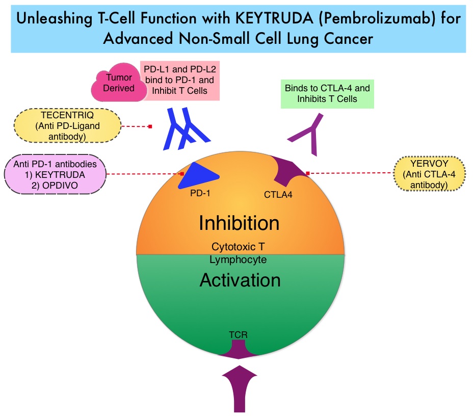 Unleashing-T-Cell-Function-with-Keytruda (Pembrolizumab)-for-Advanced-Non-Small-Cell-Lung-Cancer