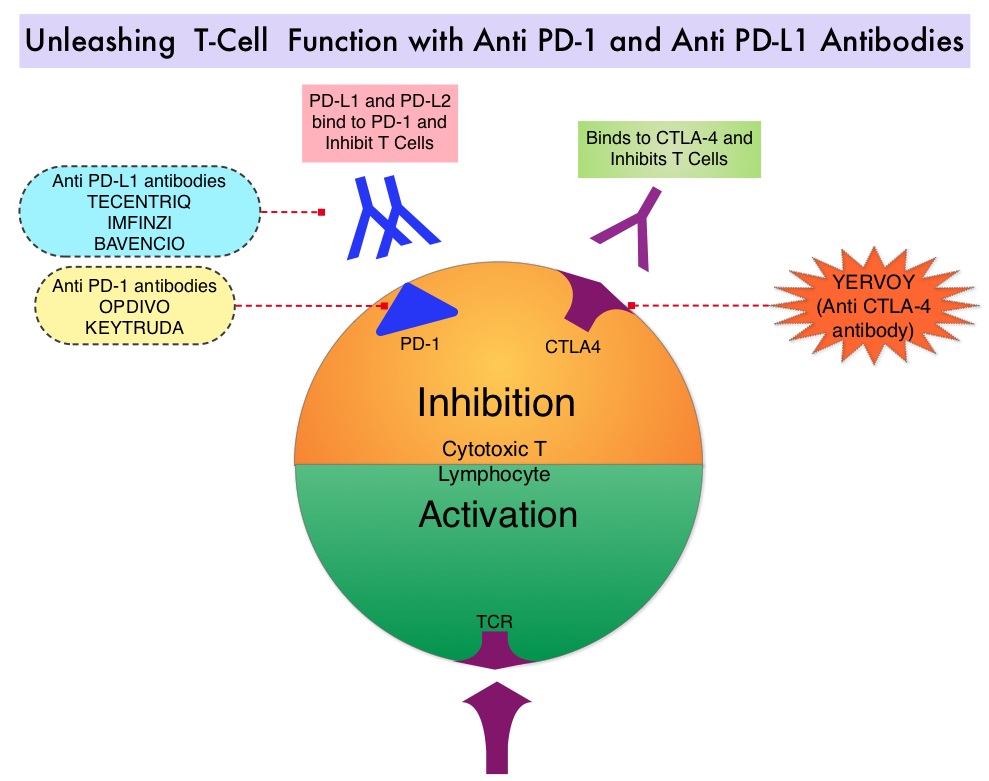Unleashing-T-Cell-Function-with-Anti-PDL1-Antibodies