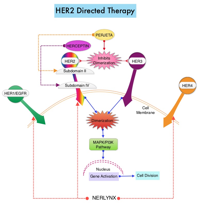 HER2-Directed-Therapy