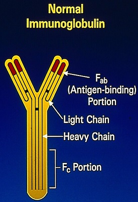 Normal-Immunoglobulin