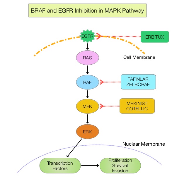BRAF-and-EGFR-Inhibition-in-MAPK-Pathway