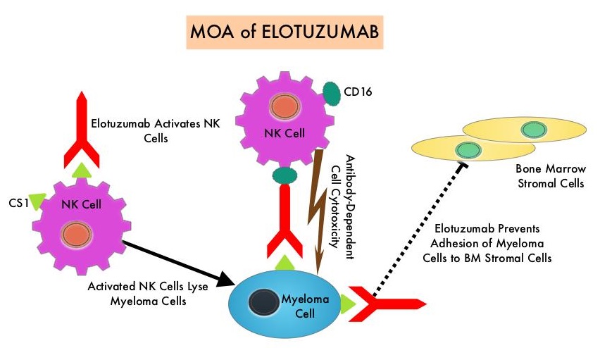 MOA-of-ELOTUZUMAB