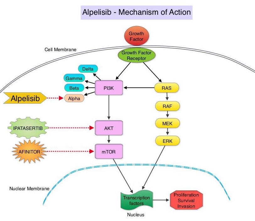 Alpelisib - Mechanism-of-Action