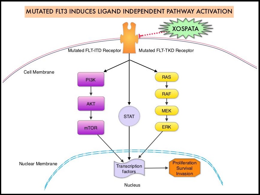 MUTATED-FLT3-INDUCES-LIGAND-INDEPENDENT-PATHWAY-ACTIVATION