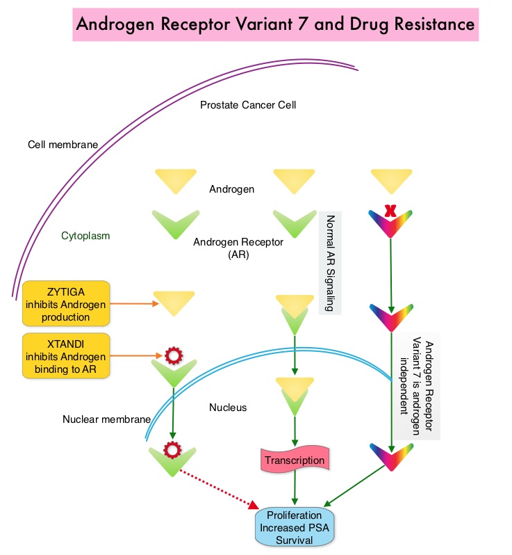 Androgen-Receptor-Variant-7-and-Drug-Resistance