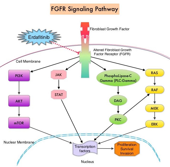 FGFR-Signaling-Pathway