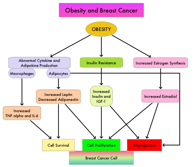 Obesity-and-Breast-Cancer
