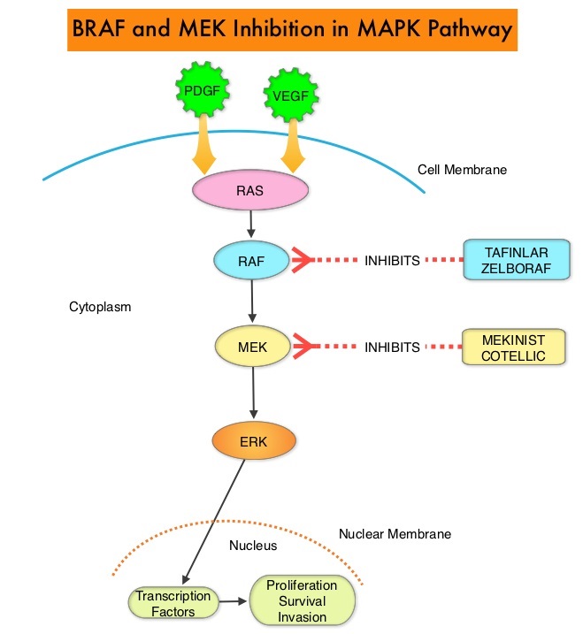 BRAF-and-MEK-Inhibition-in-MAPK-Pathway