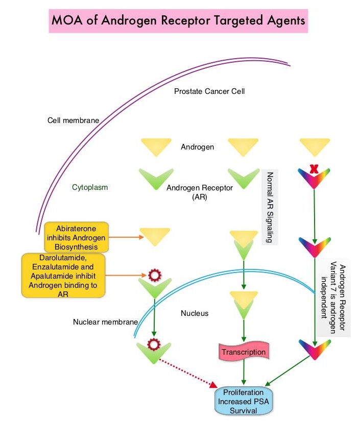 MOA-of-Androgen-Receptor-Targeted-Agents