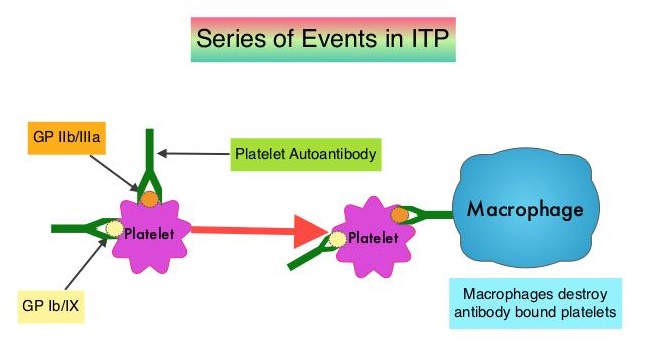 Series-of-Events-in-ITP