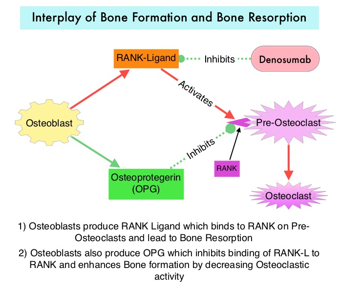 Interplay-of-Bone-Formation-and-Bone-Resorption