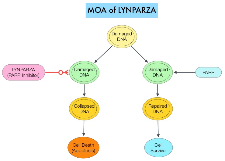MOA-of_LYNPARZA