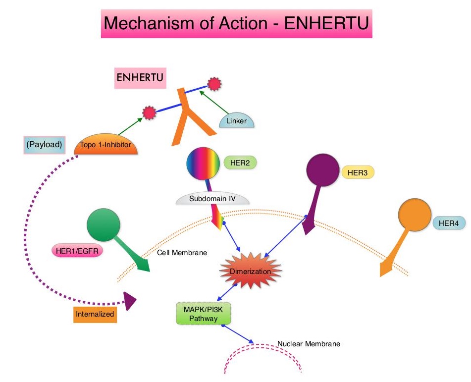 Mechanism-of-Action - ENHERTU