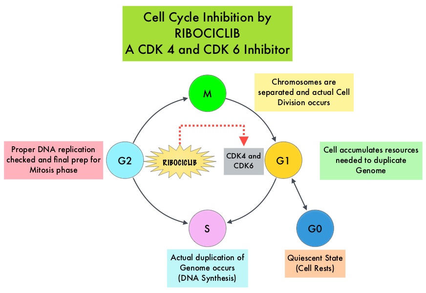 Cell-Cycle-Inhibition-by-RIBOCICLIB-A-CDK4-CDK6-Inhibitor