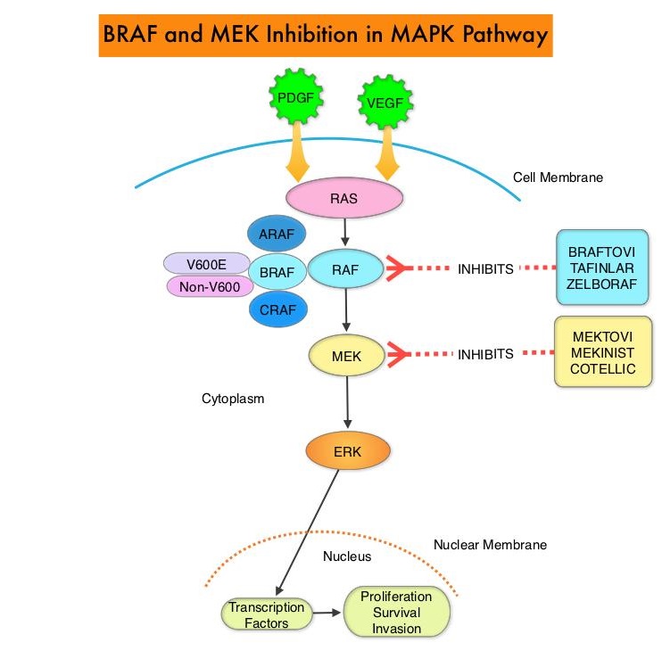 BRAF-MEK-Inhibition-in-MAPK-Pathway