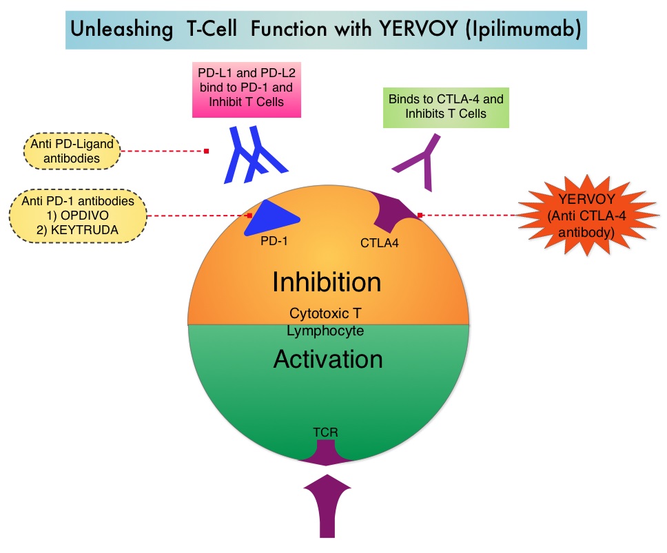 Unleashing-T-Cell-Function-with-YERVOY-(Ipilimumab)